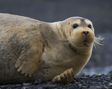 Seal Photography, Bearded Seal, Seal Animal, Sea Mammal, Elephant Seal, Cute Seals, A Seal, Marine Mammals, Sea Lion