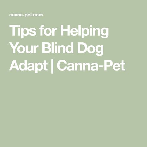 Blind Dogs Tips Ideas, Blind Dog, New Environment, Dog Care, Dog Life, Animal Kingdom, I Love Dogs, Puppy Love, Best Dogs