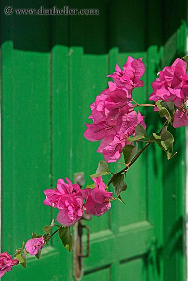 love the bougainvillea Green And Magenta Aesthetic, Bouganvilla Aesthetic, Bougainvillea Aesthetic Wallpaper, Bougainvillea Photography, Pink Green Aesthetic, Pink And Green Aesthetic, Bougenville Flowers Aesthetic Wallpaper, Pink Bougainvillea Aesthetic, Magenta And Green