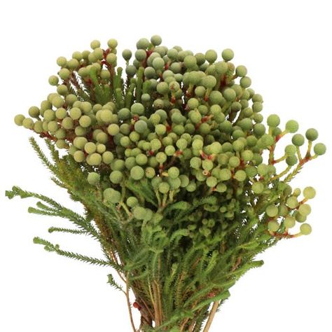 <p>  	BERZELIA ABROTANOIDES 40cm is a beautiful Green seasonal cut flower - wholesaled in Batches of 50 stems.</p> Tweedia Bouquet, Privet Berry Bouquet, Hypericum Berry, Dutch Flowers, Australian Wedding, Flower Bucket, Florist Supplies, Flower Guide, Flowers Delivered