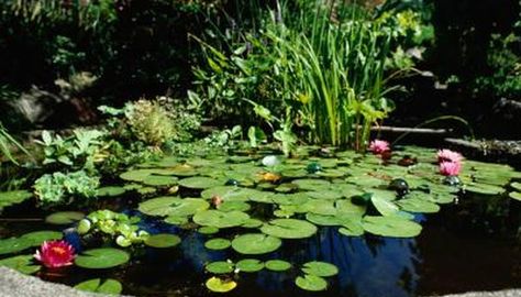 Ideas for Converting an Inground Pool into a Pond. Unless you regularly use and clean your inground swimming pool, then it probably poses nothing more than a mess for you to handle. Instead of constantly cleaning and applying chemicals to it, consider allowing the swimming pool to go native: Turn it into a pond. By ... Above Ground Pond, Ponds For Small Gardens, Mini Waterfall, Pond Waterfall, Pond Filters, Swimming Pools Inground, Fountain Pump, Floating Flowers, Pool Pump