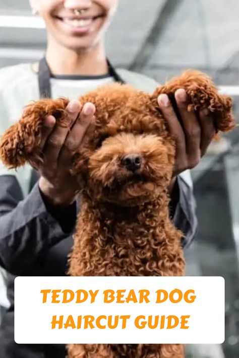 Teddy Bear Grooming Dogs, Diy Grooming Dogs, Teddy Bear Haircut Poodle, How To Groom Poodles At Home, Grooming Toy Poodles, Poodle Toy Haircut Styles, Goldendoodle Grooming Haircuts Teddy Bears, Mini Poodle Grooming, Minature Poodle Haircut