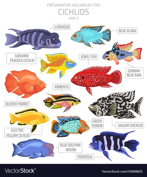 Aquarium Set Up Freshwater Fish, Cool Freshwater Fish, Fish Tank Illustration, Fish Chart, Fish Freshwater, Beautiful Tropical Fish, Fish Types, Fish Tank Themes, Cichlid Fish