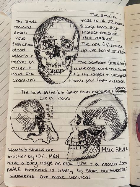 Skull Anatomy Study Notes, Med Notes, Study Illustration, Biology Test, Basic Anatomy, Skull Anatomy, Anatomy Bones, Basic Anatomy And Physiology, Gcse Science