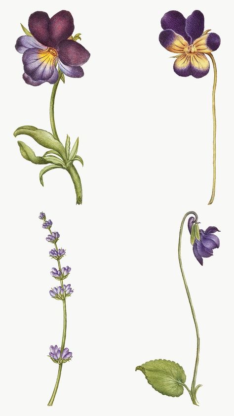 Violet Flower Botanical Illustration, Violet Illustration Flower, Purple Flowers Illustration, Purple Flower Illustration, Violets Illustration, Violet Botanical Illustration, Violet Flower Illustration, Cute Flower Illustration, Flower Calligraphy