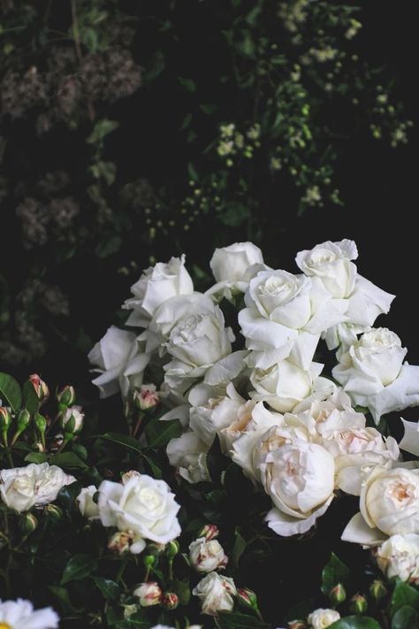 Aesthetic White Roses, White Rose Aesthetic, White Roses Aesthetic, White Roses Wallpaper, Carlsbad Flower Fields, White Rose Bouquet, Corak Bunga, Tulip Bouquet, Rosé Aesthetic