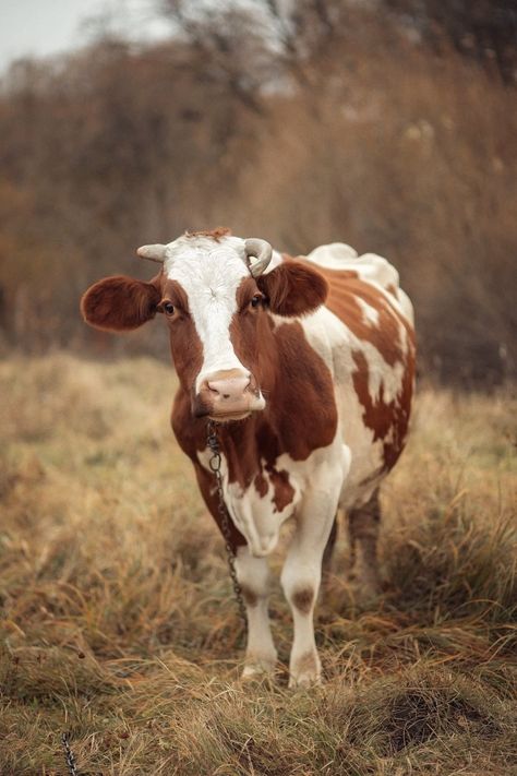 Oil Wallpaper, Cow Pics, Nguni Cattle, Cow Paintings, Spotted Cow, Cow Photography, Cow Print Wallpaper, Country Cow, Farm Sanctuary