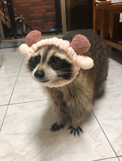 Raccoon Art, Pet Raccoon, Baby Raccoon, Face Routine, Raccoon Funny, Cute Raccoon, Funny Animal Photos, Cute Animals Images, Pretty Animals