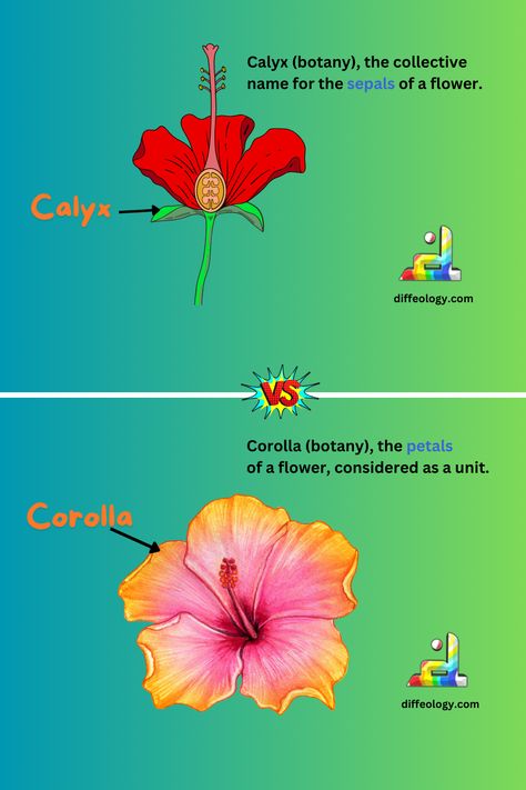 Calyx vs Corolla C3 Cycle In Plants Notes, Morphology Of Flowering Plants Notes, Corolla Flower, Caterpillar Stages Butterfly Life Cycle, Insectivorous Plants With Names, Parts Of A Flower, Flowering Plants, Business And Economics, Information Technology