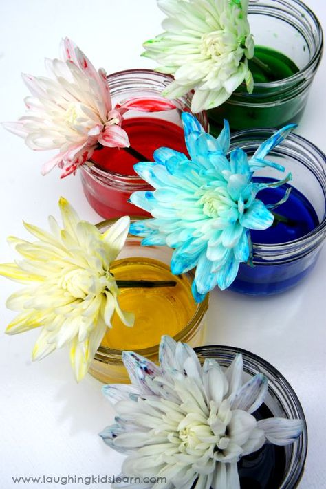 Flowers absorbing coloured water for science activity. Science experiment with colour changing flowers - Laughing Kids Learn #scienceactivitiesforkids #scienceactivities #simplescience #stem #stemactivities #toddlerplay #toddlerfun #preschool #preschoolfun #preschoolactivities #learnathome #scienceexperiments #scienceexperimentskids #homeschooling #homeschool #homeschoolingideasfortoddlers #homeschoolingideasforteens #lifecycles #colorchanging #learningthroughplay Color Changing Flowers, Spring Time Activities, Twin Life, Science Activities For Kids, Preschool Science, Forest School, Science Experiment, Spring Activities, Homeschool Science