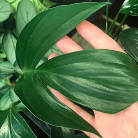 Dragon Tail Plant, Rhaphidophora Decursiva, Epipremnum Pinnatum, Dragon Tail, Inside Plants, Summer Plants, Organic Garden, House Plant Care, Growing Tips