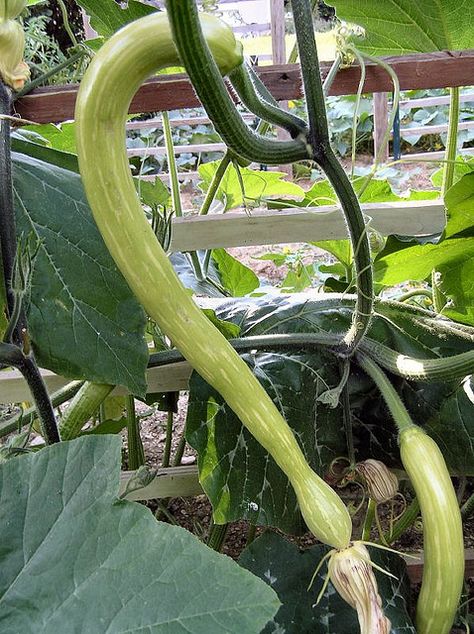 Zucchino Rampicante (Trombone) squash.  We're growing these Trombone, Vegetable Garden, My Friend, Seeds, Plants