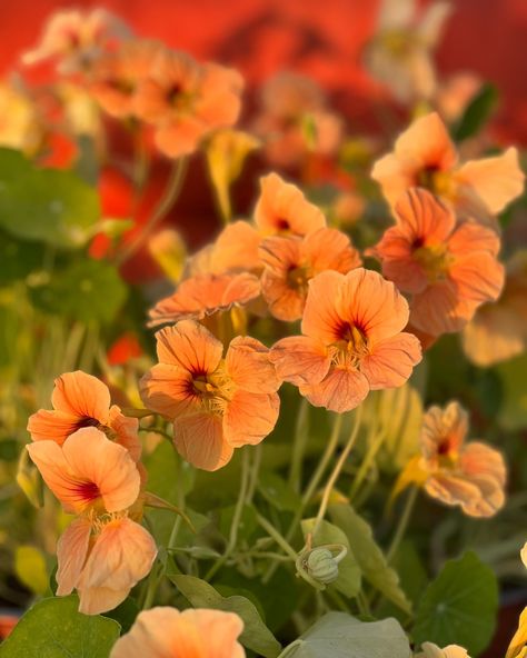 Edible flowers #Tropaeolum majus or #Nasturtium 😍😍😍 Nasturtium Flower, Tropaeolum Majus, Seed Shop, Tarot Deck, Edible Flowers, Flower Farm, Flower Seeds, Tarot Decks, Anemone