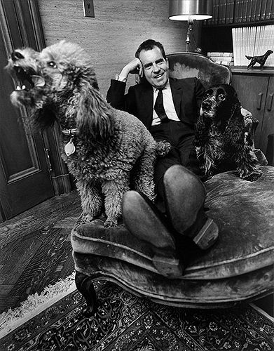 Richard Nixon relaxing with his poodle Vickie & his cocker spaniel Checkers, 1964 Famous Dogs, Vintage Poodle, Three Dogs, Richard Nixon, Dressage Horses, Poodle Dog, Vintage Dog, Nixon, A Chair