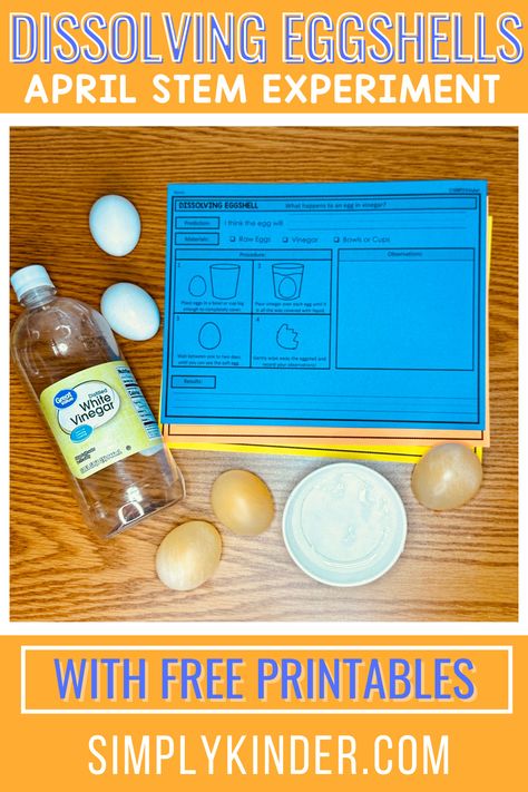 April Stem Activities, Bouncy Egg Experiment, Spring Stem Activities, Kindergarten Science Experiments, Egg Experiment, Bouncy Egg, Spring Stem, Stem Activities Kindergarten, Egg Experiments