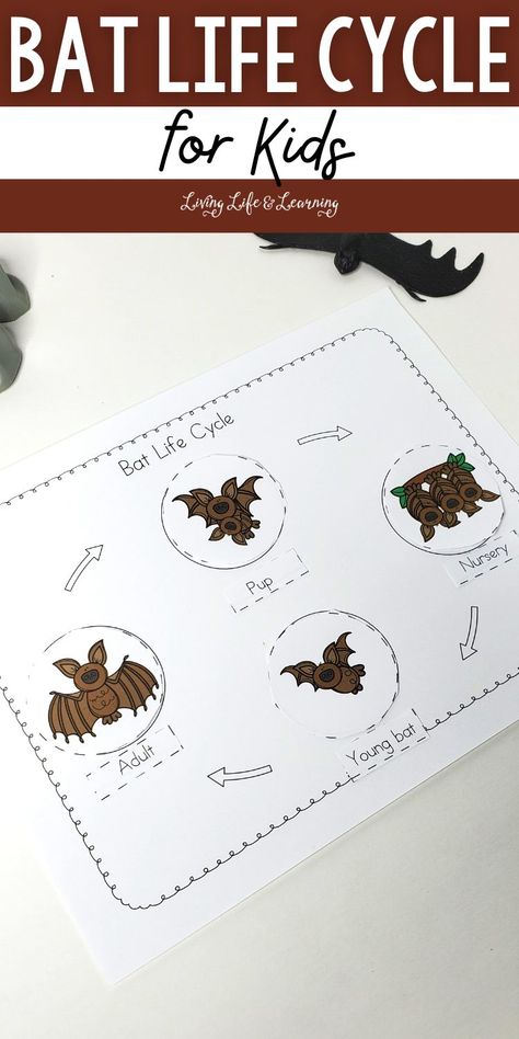 Are bats spooky, scary creatures? Or just misunderstood? Learn more about awesome bats, and how they aren't dangerous but are in fact really helpful animals with these printable bat life cycle for kids. Bat Life Cycle Free, Bat Anchor Chart, Bats Unit, Bat Printable, Scary Creatures, Bat Facts, Cycle For Kids, Bats For Kids, Fall Science