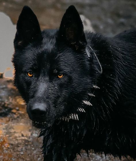 Black Wolf Dog, Rottweiler Pictures, Black Shepherd, Rare Dogs, Belgian Malinois Dog, Malinois Dog, Scary Dogs, Dangerous Dogs