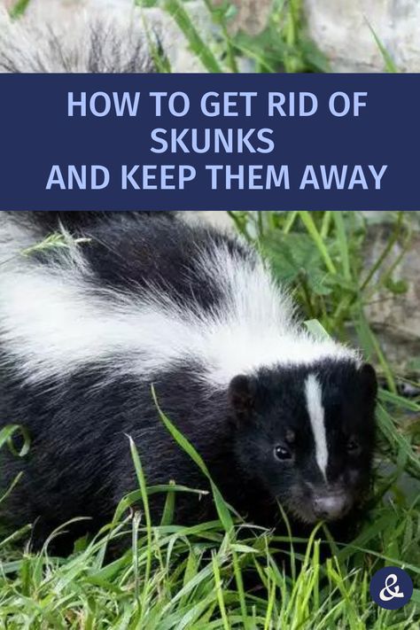 Skunk removal isn't easy, but it's possible! How To Get Rid Of Skunks Under Shed, Natural Skunk Repellent, Diy Skunk Repellent, How To Remove Skunk Smell From House, Skunk Repellent Yards, How To Keep Skunks Out Of Your Yard, How To Get Rid Of Skunks In Your Yard, How To Get Rid Of Skunks, How To Get Rid Of Skunk Smell In House