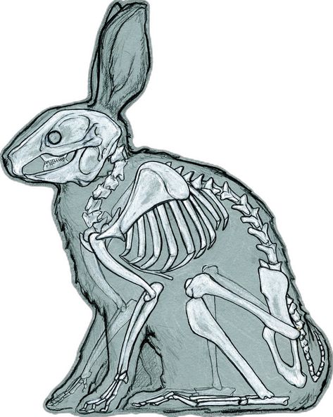 Rabbit Anatomy, Rabbit Skeleton, Animal Skeletons, Animal Anatomy, Animal Drawings, Rabbits, Drawing Ideas, Skeleton, Anatomy