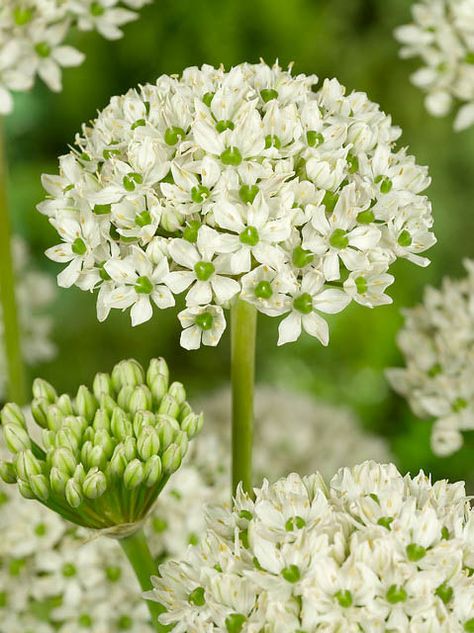 Allium Nigrum, Ornamental Onion, Allium Flowers, Perennial Bulbs, Garden Bulbs, Moon Garden, Spring Bulbs, Hardy Perennials, Garden Borders