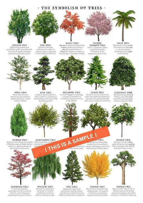 I'm proud to present to you a poster I made! This will be a digital download for you to print out yourself.   Print this poster out to use as a reference to see which tree has which meaning!  Perfect "at-a-glance" chart for gardeners, florists and horticulturists. :-) ----------------------------------------------------------- This item is an INSTANT DOWNLOAD. No physical item will be sent or mailed. Once you purchase this listing, you will be able to immediately download the file pictured above Tree Meanings Chart, Trees Meanings, Plants Healing, Dragonfly Facts, Brick Raised Beds, Tree Meanings, Mexican Theme Party Decorations, Tree Types, Different Trees