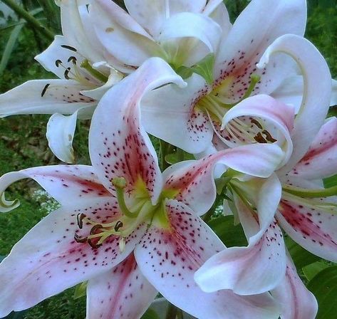 ORIENTAL LILY MUSCADET, Borders, Bouquets, Containers, Cut Flowers, Fragrant, Hummingbirds, Butterflies, Rock Gardens - Caribbeangardenseed Amazon Website, Lily Bulbs, Rock Gardens, Attract Butterflies, Flower Border, Garden Seeds, Hummingbirds, Rock Garden, Cut Flowers