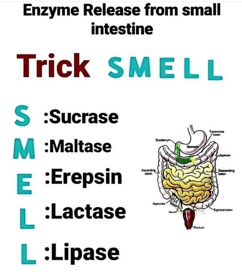 NEET GUIDANCE on Instagram: “Digestive system” Cell Biology Notes, Med School Study, Biochemistry Notes, Neet Notes, Learn Biology, Study Biology, School Study Ideas, Nurse Study Notes, Basic Anatomy And Physiology