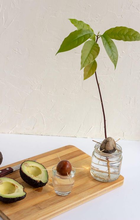 how to grow an avocado tree from seed Avocado Tree From Seed, Avocado Plant From Seed, Avocado Plant, Grow Avocado, Avocado Seed, Avocado Tree, Indoor Trees, Fresh Avocado, Root Growth