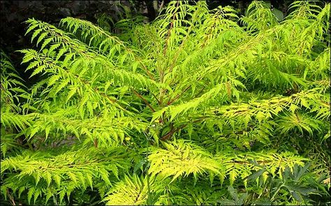 Sumac 'tiger-eyes' is a beautiful native plant for gardeners with small gardens. It's chartreuse foliage and sculptural seed heads in the fall add lots of interest to your back yard. Use Sumac as a ground cover on a sloped yard. It is a great solution for steep slope landscaping and hillside gardens. Tiger Eye Sumac, Tiger Eyes Sumac, Sumac Tree, Rhus Typhina, Staghorn Sumac, Landscaping A Slope, Winter Greenhouse, Hillside Garden, Plant Benefits