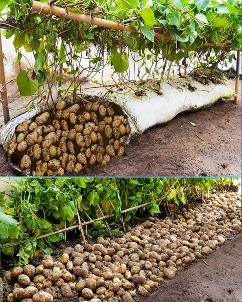 Owlmighty - How to Grow Potatoes in Soil Bags Full guide... Potato Gardening Ideas, Potato Box Garden, Growing Potatoes In A Bag, Hydroponic Potatoes, Potato Garden, Potato Bags, Potato Growing, Potato Box, Raised Garden Beds Diy Vegetables