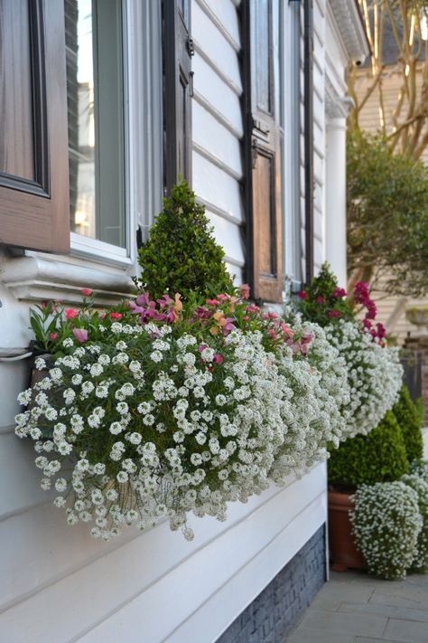 Window Box Design, Window Box Plants, Window Box Flowers, Window Planters, Spring Window, Flower Window, Window Planter Boxes, Garden Wallpaper, Garden Windows