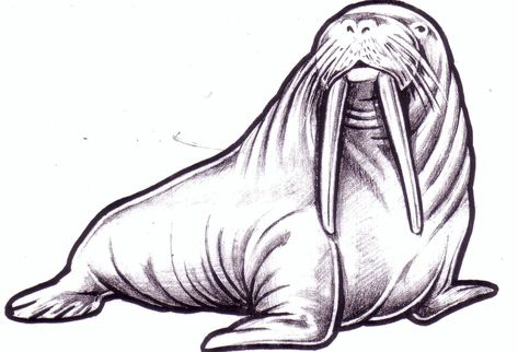 Walrus Drawing, Walrus Illustration, Walrus Art, Animal Sketches Easy, Farm Animal Paintings, Cartoon Sea Animals, Animal Sketches, Drawing Images, Sketches Easy