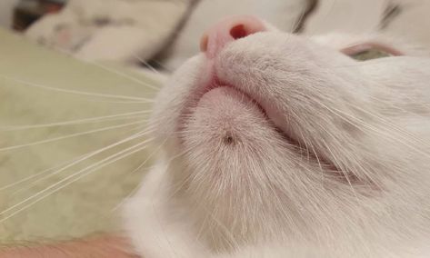 Got a cat with acne? Find out how to treat it! Read my blog: Feline Acne, Chin Acne, Pet Corner, Senior Cat, Laser Therapy, Alternative Treatments, Mild Shampoo, Cat Health, Cat Pin