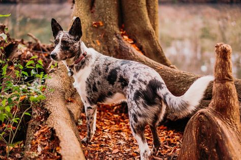 Texas Heeler, Herding Cattle, Heeler Dogs, Stay Happy, Australian Cattle Dog, Cattle Dog, Working Dogs, Australian Shepherd, Family Pet