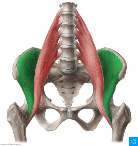 Iliacus muscle (Musculus iliacus) Psoas Major, Femoral Nerve, Thoracic Vertebrae, Hip Flexor Stretch, Tight Hip Flexors, Psoas Muscle, Muscle Anatomy, Sciatic Nerve Pain, Hip Muscles