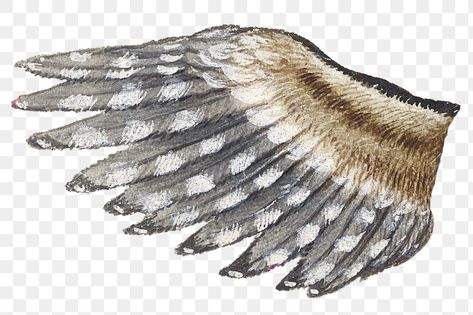 Falcon Feather, Hawk Wings, Hawk Eagle, Wings Png, Eagle Wings, Feather Wings, Free Illustrations, Angel Wings, Angel