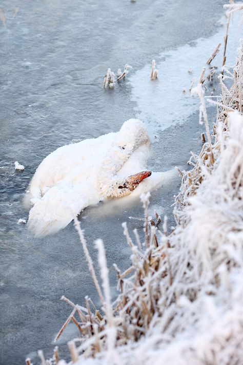 Frozen Animals In Ice, Arctic Landscape, The Ice, Free Stock Photos, Animal Art, Royalty Free Stock Photos, Frozen, Stock Photos, Photography