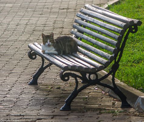 Cat Hiding, Funchal, Stray Cat, Cat Sitting, Park Bench, Botanical Gardens, Bench