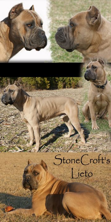 Beautiful Formentino Cane Corso Cane Corso Dog Breed, Cane Corso Breeders, Cane Corso Italian Mastiff, Cane Corso Mastiff, Cane Corsos, Italian Mastiff, Cane Corso Dog, Corso Dog, Huge Dogs