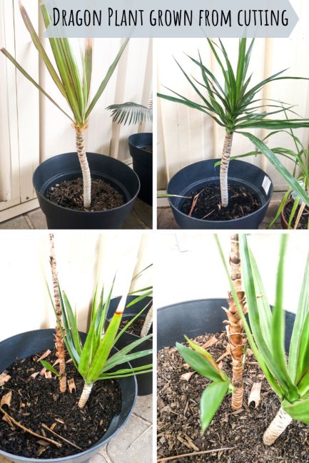 Dracena Plant, Avocado Plant From Seed, Marginata Plant, Beautiful House Plants, Dragon Plant, Garden Soil Mix, Indoor Cactus Plants, Plants From Cuttings, Grow House