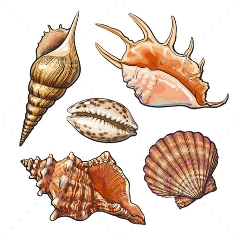 Set of Various Mollusk Sea Shells Realistic Hand Drawing, Seashell Drawing, Seni Resin, Shell Drawing, Seashell Tattoos, Shell Tattoos, Seashell Painting, Sketch Style, 문신 디자인