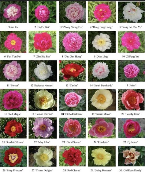 Colors Of Peonies, Peony Types, Kansas Peony, Peonies Colors, Peony Itoh, Peony Garden Design, Flower Backyard, Peony Poster, Peony Varieties