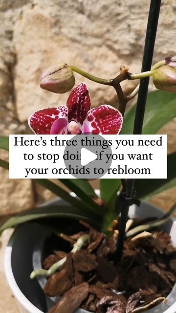 ENCHANTING ORCHIDS | ORCHID CARE TIPS on Instagram: "🌱 Ready to unlock the secrets to get your orchids to rebloom?  🌸 The orchid shown above took its time but finally rewarded my patience with its first successful rebloom! Your orchids can follow suit with proper care and attention!  Before we dive into the details, make sure to like and save this post 📌 for future reference and hit that follow button for more orchid care insights!  🌿 Orchid Care Essentials: 3 Things to Stop Doing for Reblooms:  🚫 Overwatering: Say goodbye to drowning your orchids! Overwatering can lead to root rot and hinder reblooming. Learn the proper watering techniques in my dedicated reel to keep your orchids thriving and blooming.  🚫 Improper Pruning: Don’t neglect your orchid’s pruning needs! Improper pruning Orchid Care Rebloom, Orchid Rebloom, Orchid Diseases, Things To Stop Doing, Orchid Plant Care, Orchid Show, Root Rot, Orchid Plant, Growing Orchids