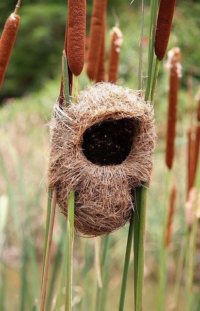 Regard Animal, Finches, Haiwan Peliharaan, Bird Nest, Bird Watching, Bird Feathers, Love Birds, Amazing Nature, Beautiful Creatures