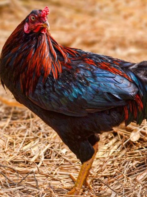 Black Copper Marans Chickens: You Won’t Believe Their Unique Eggs! - Nature of Home Black Copper Marans, French Town, Brown Eggs, Chicken Breeds, Chocolate Eggs, Coloring Eggs, Dark Eyes, Chickens Backyard, Decorating Tips