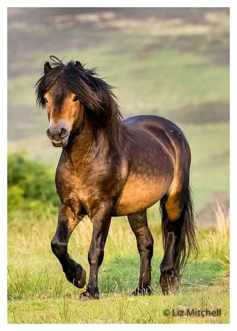 Apache | Hengst | 5 Shetty Pony, Bay Pony, Dartmoor Pony, Exmoor Pony, Miniature Pony, Rare Horse Breeds, Miniature Ponies, Rare Horses, Pony Breeds