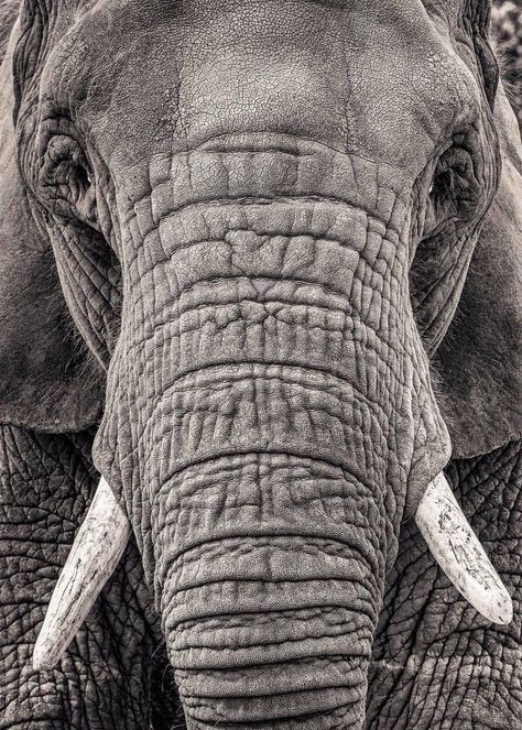 Elephant Portrait, Animals Elephants, Elephant Photography, Elephant Face, Elephants Photos, Albino Animals, Elephant Drawing, Elephant Love, Rhinos