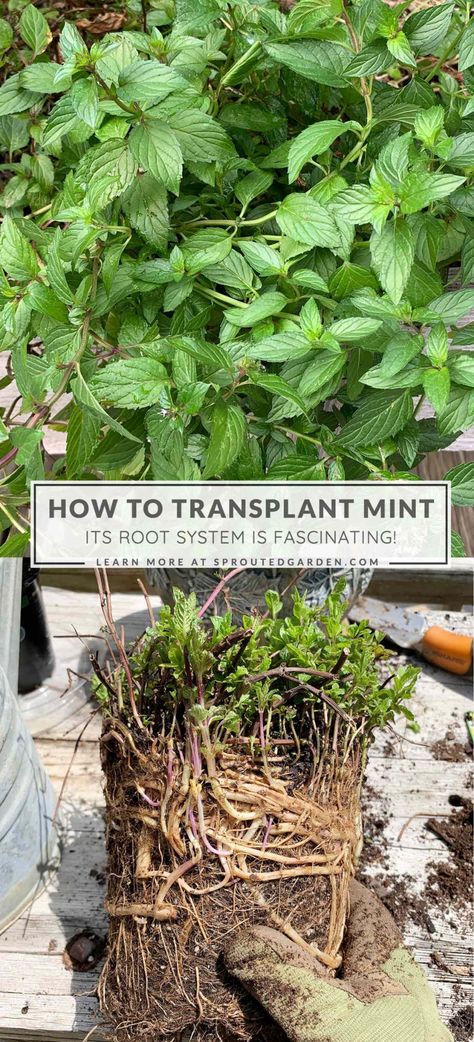 Growing Mint In Pots, Mint Plants Outdoor, Mint In Pots, Chocolate Mint Plant, Growing Mint Indoors, Goddess Garden, Moving Plants, Mint Garden, Peppermint Plants