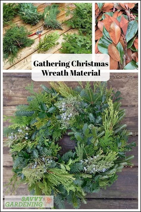 Gather boughs, bows, and other accessories for a DIY holiday wreath from your own backyard. Learn which materials are best and how to harvest them safely. #DIY #holiday Diy Christmas Wreath Fresh Greenery, Making A Wreath With Greenery, Fresh Wreaths Diy, Greenery Wreath Diy, How To Make An Evergreen Wreath, Holly Wreath Diy, Wreath From Tree Trimmings, Nature Wreaths, Natural Holiday Decor