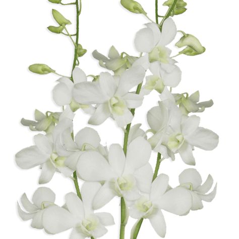 Our amazing Wholesale Big White Sanan Dendrobium Orchids have a romantic and soft touch, making them perfect for any special occasion! Free Delivery White Dendrobium Orchids, Floral Food, Dendrobium Orchid, Floral Design Classes, Dendrobium Orchids, Fresh Flower Delivery, Flowers Aesthetic, Flower Care, Fresh Cut Flowers